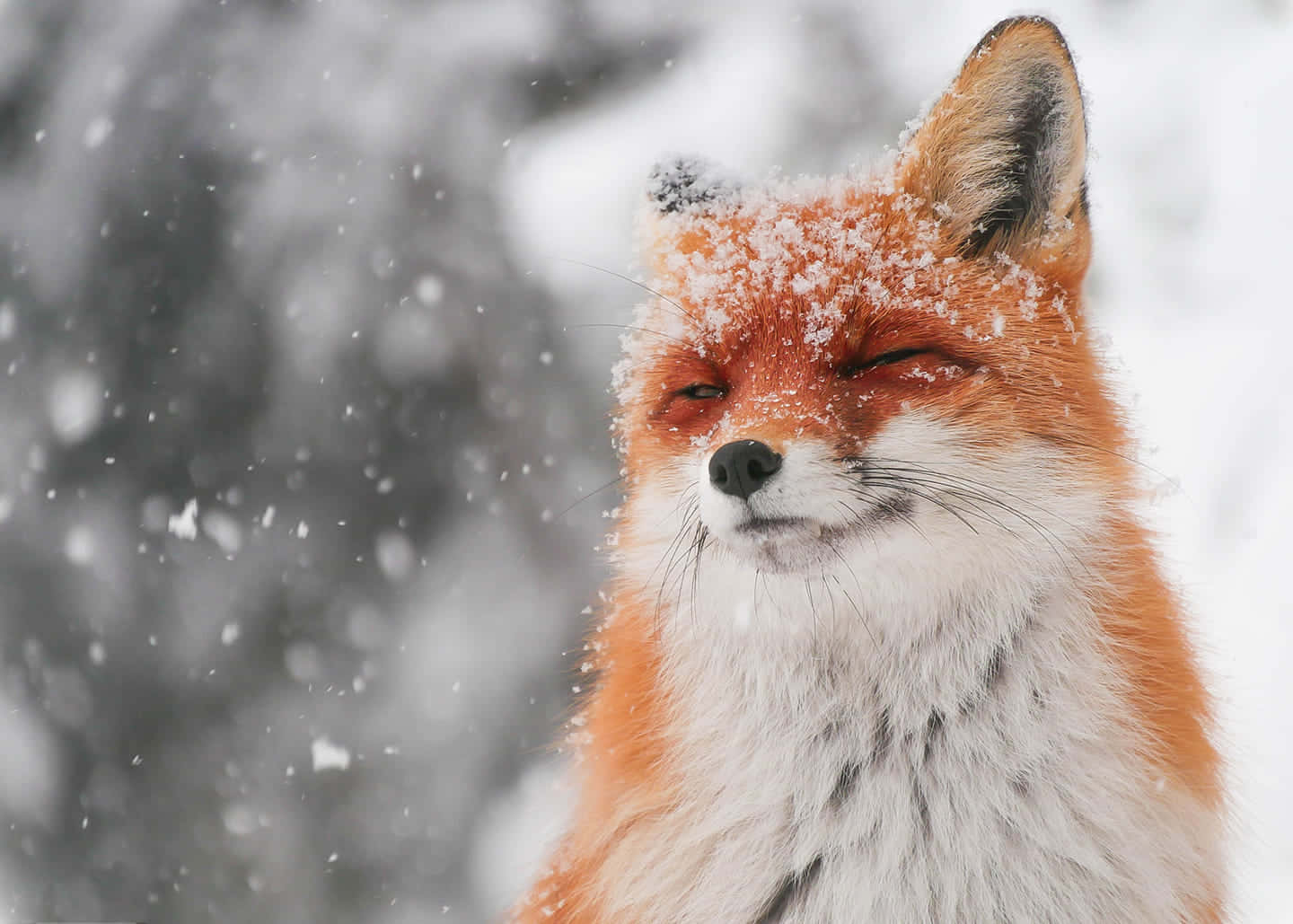 狐狸 桌布 壁紙 — 一隻平靜的紅狐，臉上掛著雪花，在冬季的雪地森林中安詳地眨眼。