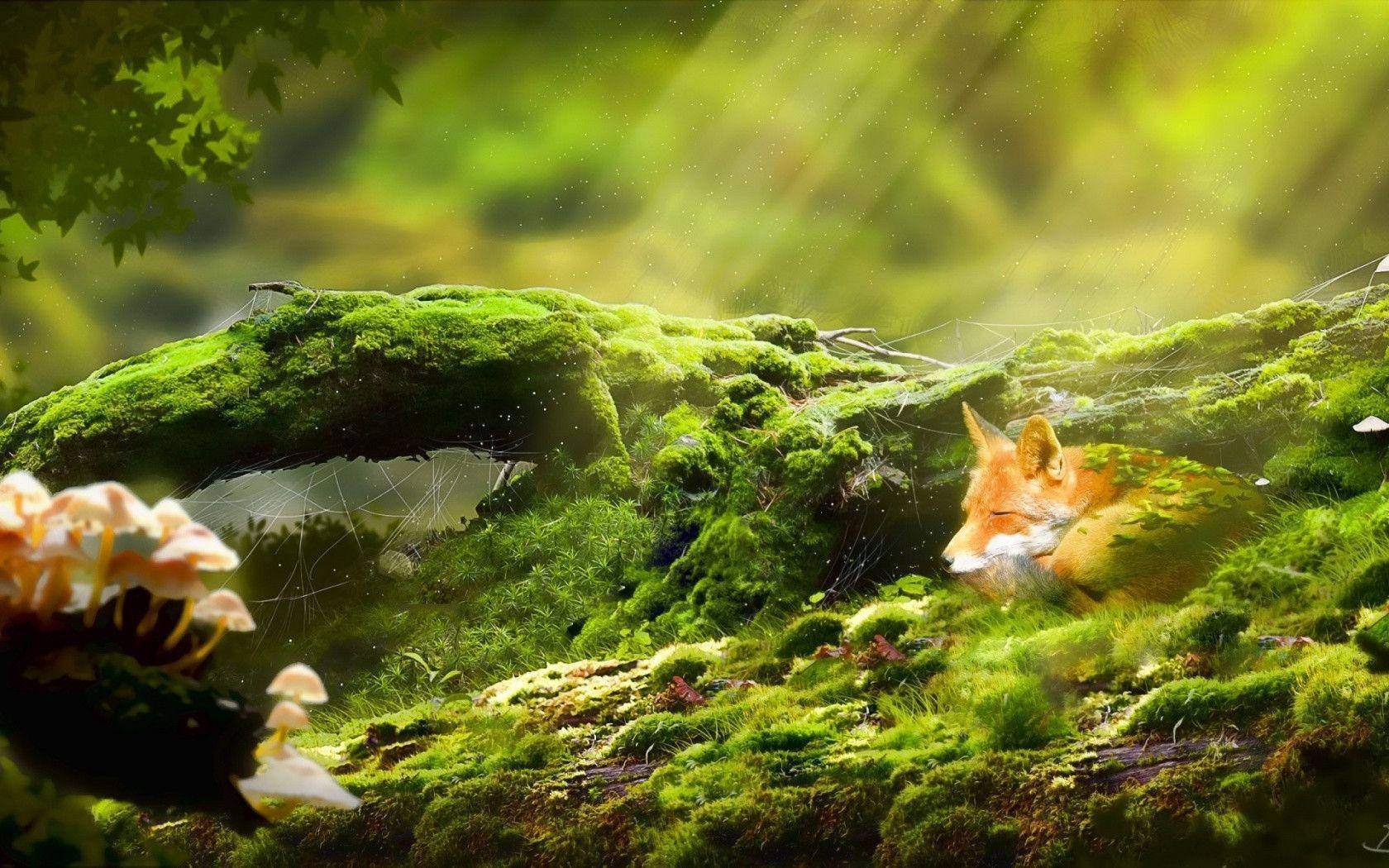狐狸 桌布 壁紙 — 一隻平靜的紅狐在長滿苔蘚的木頭上安然入睡，身處陽光斑駁的森林，周圍是發光的綠色樹葉和精緻的蘑菇。