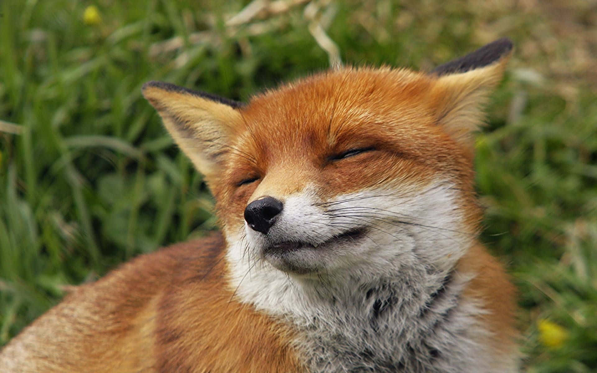 Cool Fox 桌布 壁紙 — 一隻平靜的紅狐閉著眼睛，帶著滿足的微笑，在充滿活力的綠草中安詳地休息。