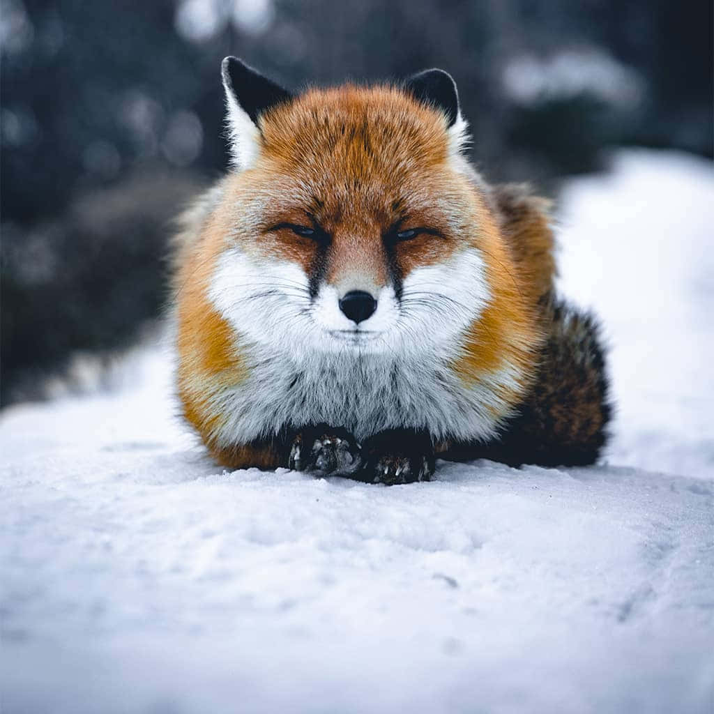 一隻紅狐在冬季森林中閉著眼睛在雪中休息。 — 可愛狐狸 壁紙