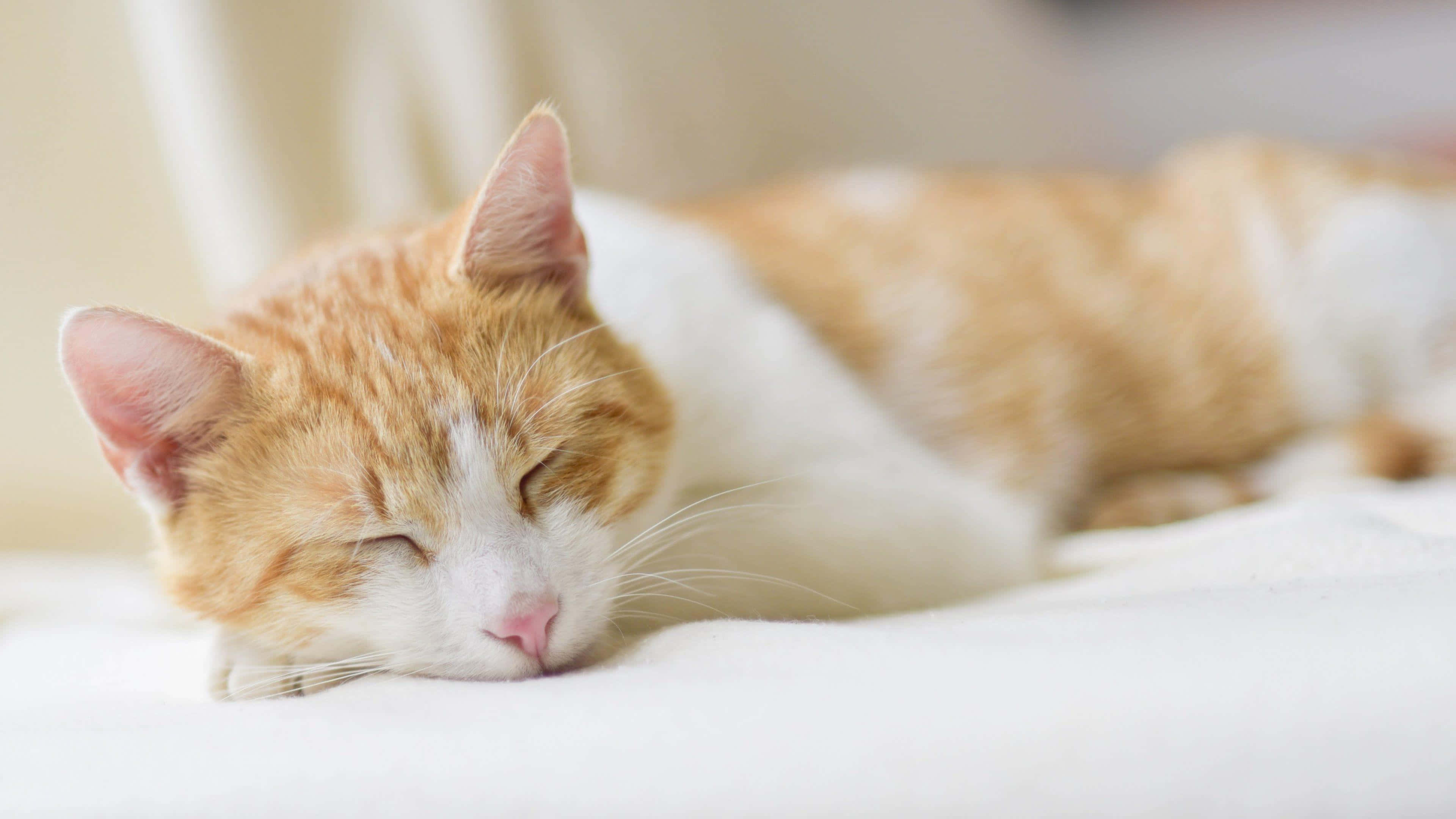 Tabby Cat 桌布 壁紙 — 一隻平靜的薑白色貓咪在柔軟的白色毯子上閉著眼睛安詳地睡覺。