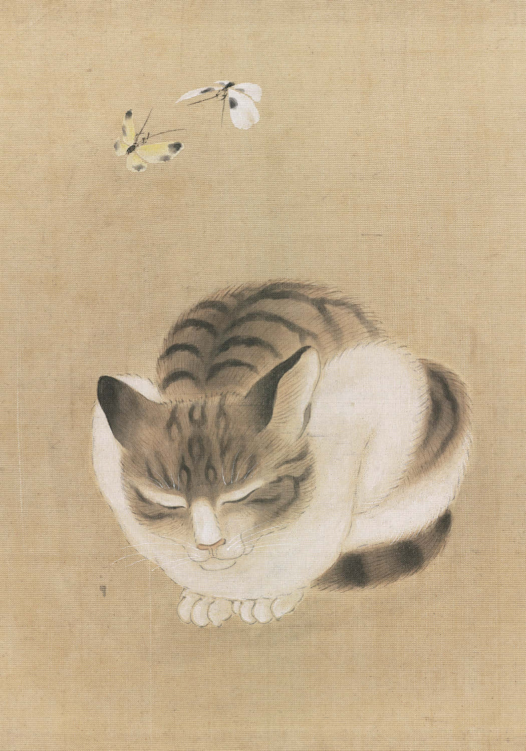 sleeping cat 桌布 壁紙 — 一隻平靜的虎斑貓安詳地睡著，兩隻精緻的飛蛾在它頭頂上方翩翩起舞，背景是帶有紋理的米色。