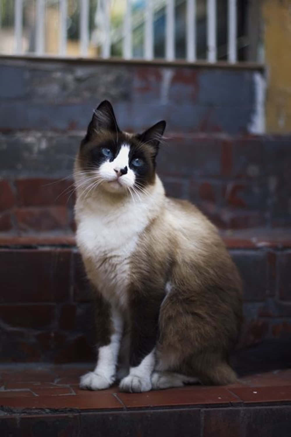 Snowshoe Cat 桌布 壁紙 — 一隻平靜的雪鞋貓，擁有引人注目的藍色眼睛，平衡地坐在風化的磚階上，帶著平靜的好奇心向上凝視。