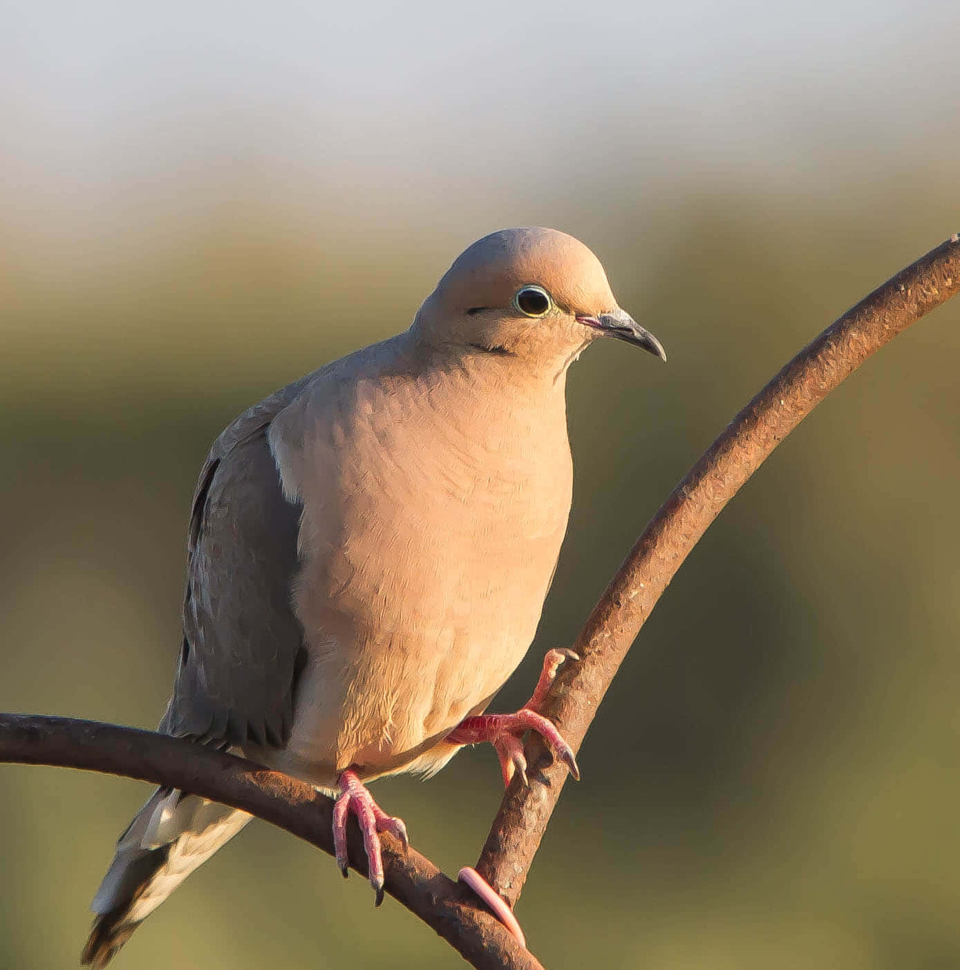 Dove 桌布 壁紙 — 一隻平靜的鴿子棲息在生鏽的樹枝上，沐浴在黃金時段的光線中，背景柔和模糊。