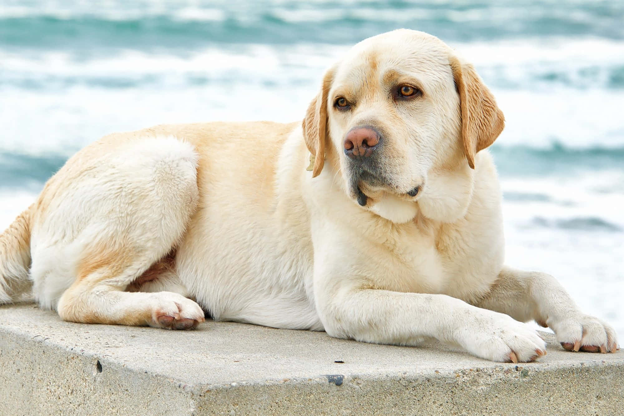 Labrador 桌布 壁紙 — 一隻平靜的黃色拉布拉多犬在混凝土邊緣休息，背後有海浪拍打。