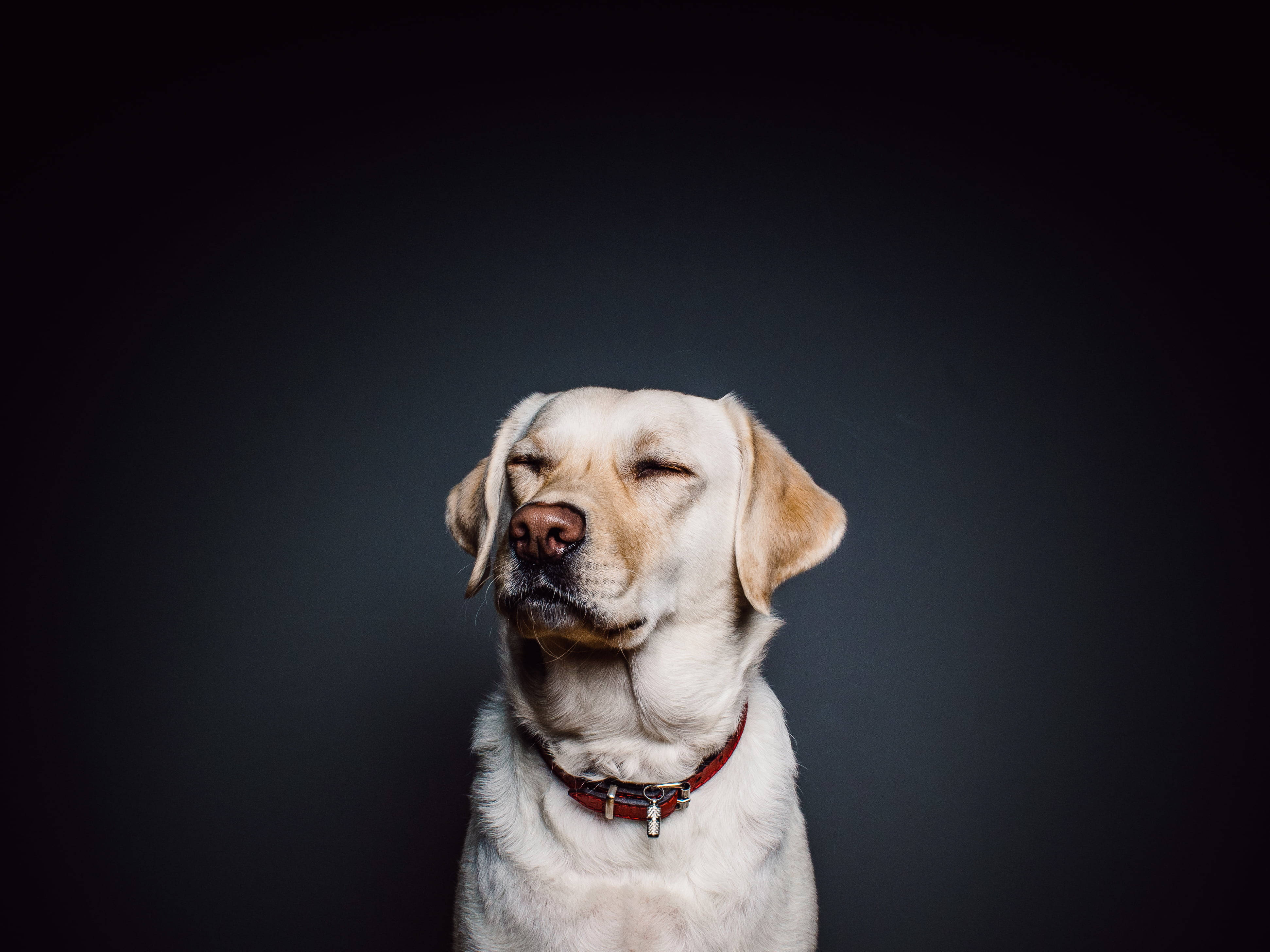 Labrador 桌布 壁紙 — 一隻平靜的黃色拉布拉多閉著眼睛，戴著紅色項圈，坐在深灰色工作室背景前。