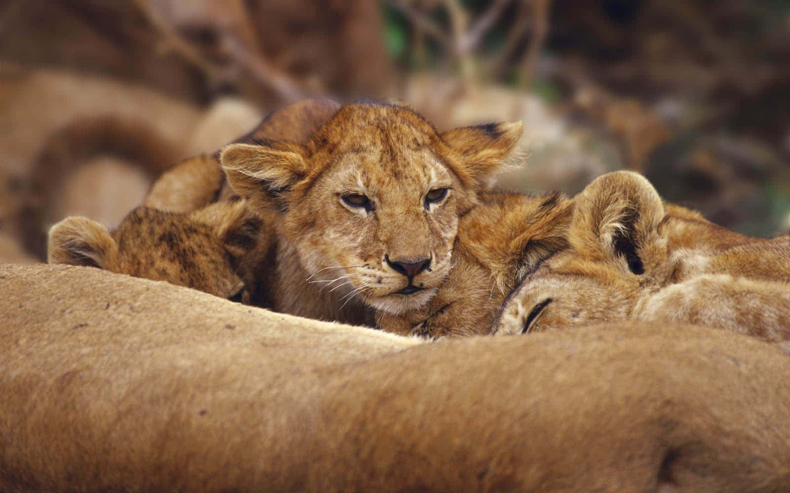 Wild Animals 桌布 壁紙 — 一隻年幼獅子寶寶在陽光明媚的稀樹草原灌木叢中與兄弟姐妹一起警覺地休息，帶有柔和的大地色調。