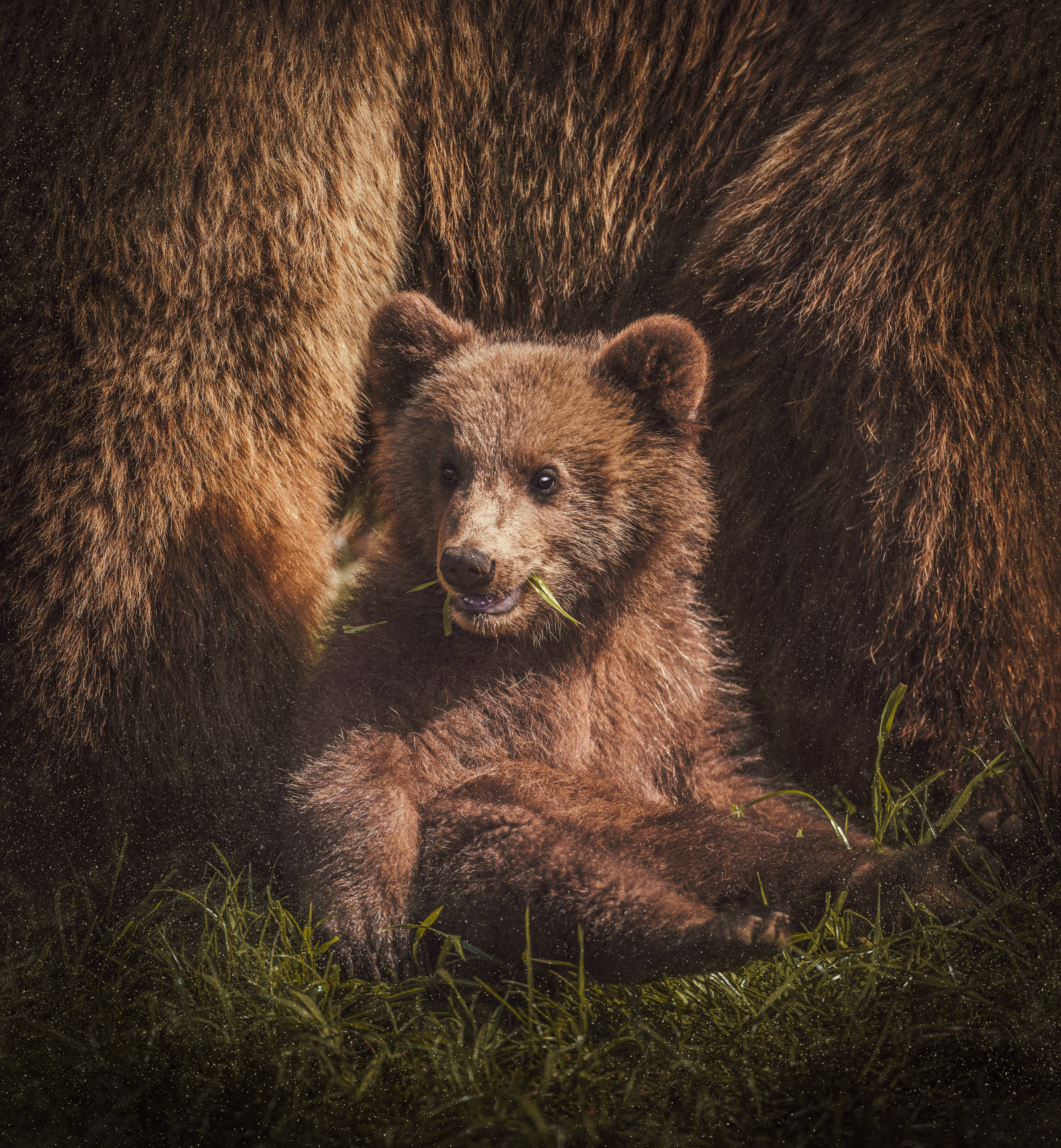 Cute Bear 桌布 壁紙 — 一隻年幼的棕熊寶寶坐在草地上，嘴裡叼著綠草，被母親巨大的毛髮框住。