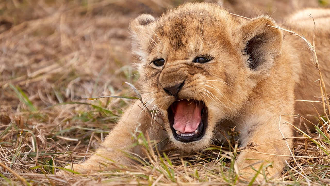 Baby Lion 桌布 壁紙 — 一隻年幼的獅子寶寶在乾草上大大地打呵欠，擁有柔軟的金色毛髮和好奇的眼睛。