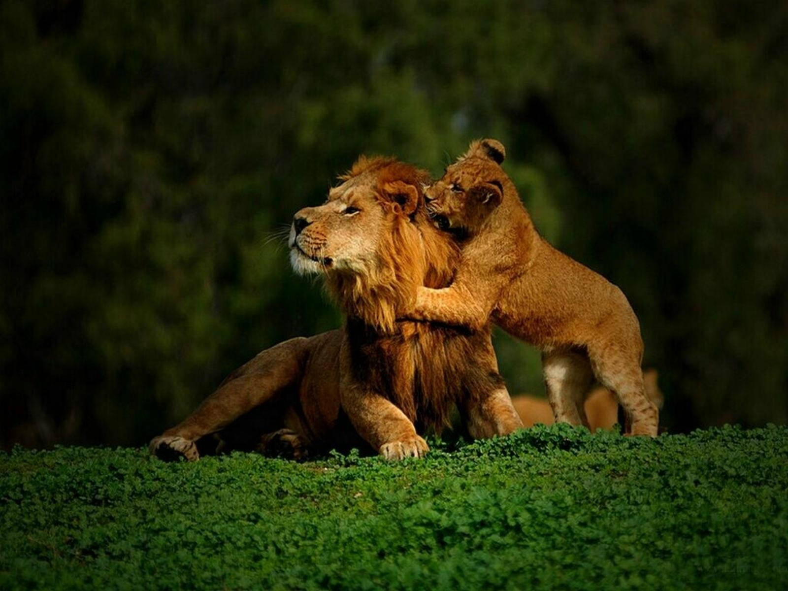 Baby Lion 桌布 壁紙 — 一隻年幼的獅子寶寶在父親於茂密綠草上休息時，在黑暗的森林樹冠下親暱地蹭著父親的脖子。