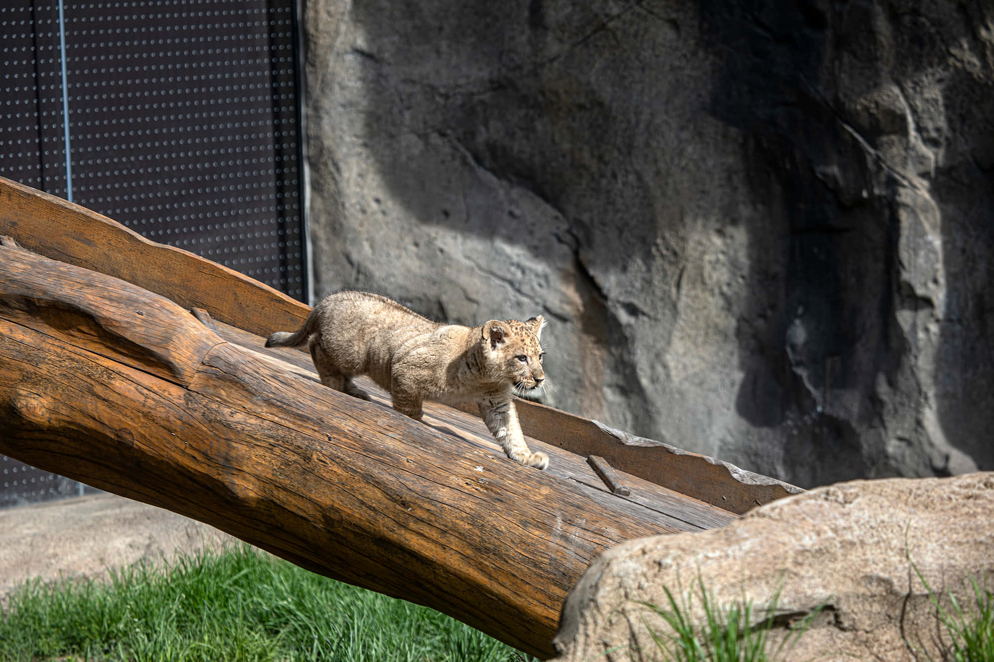 Baby Lion 桌布 壁紙 — 一隻年幼的獅子幼崽在動物園圍欄內小心翼翼地沿著一條風化的木頭行走，背景是岩石。
