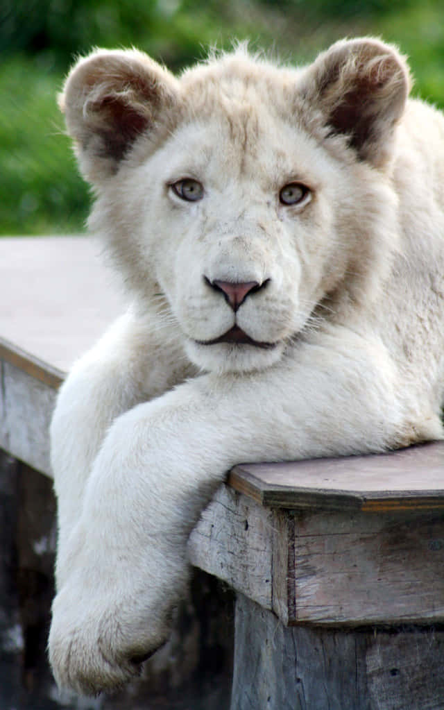Baby Lion 桌布 壁紙 — 一隻年幼的白獅子幼崽將爪子擱在風化的木邊緣上，背景是柔和的綠色。