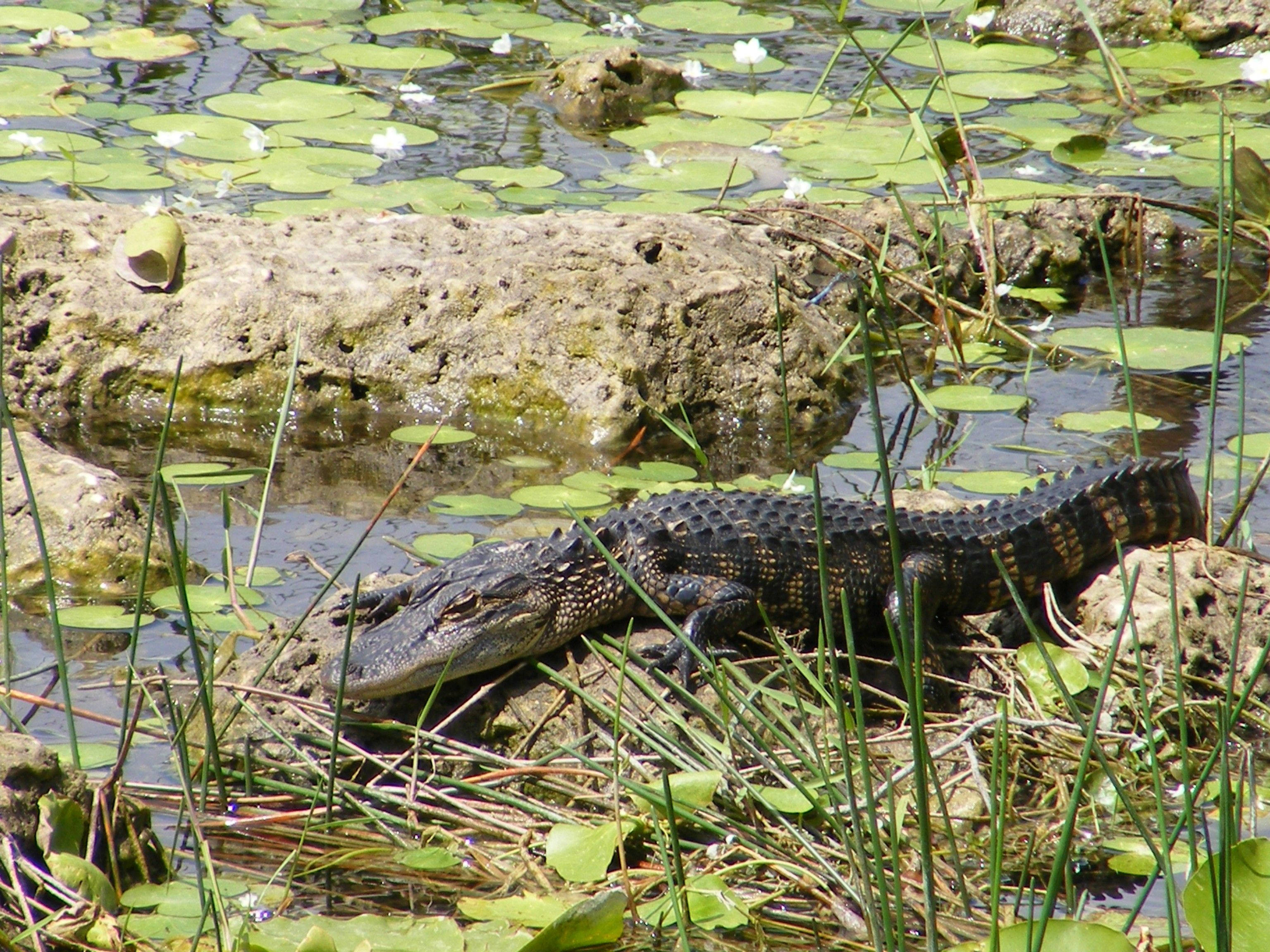 Alligator 桌布 壁紙 — 一隻年幼的短吻鱷在陽光照耀的沼澤中，隱藏在睡蓮和蘆葦之間休息。
