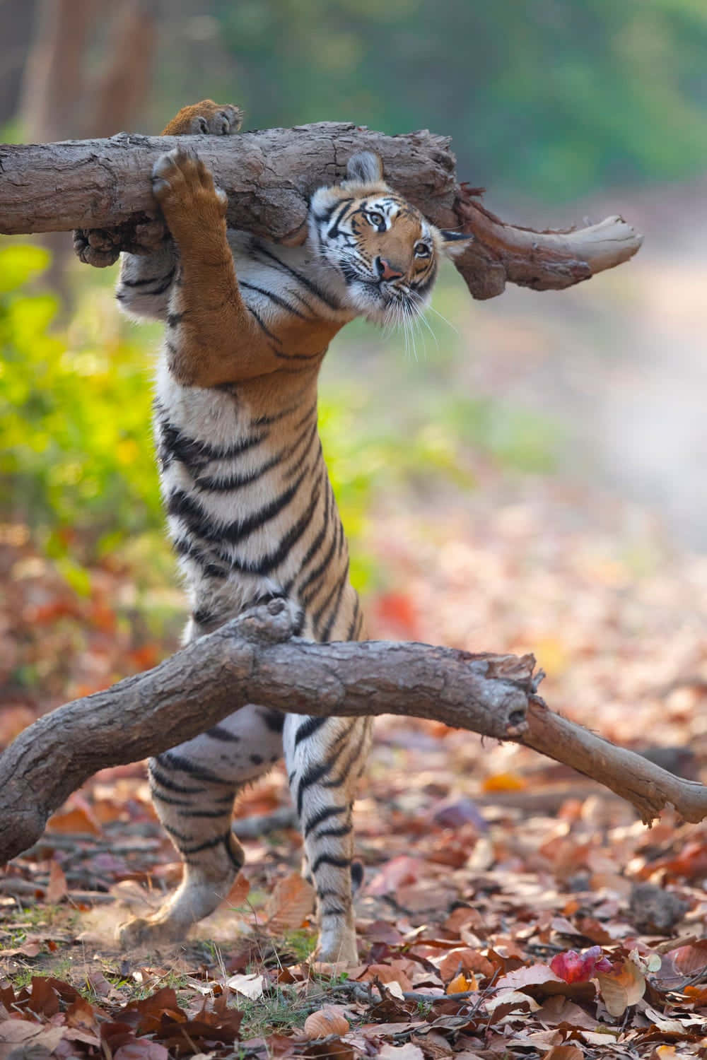 funny animals 桌布 壁紙 — 一隻年幼老虎在落葉森林中頑皮地掛在粗樹枝上。