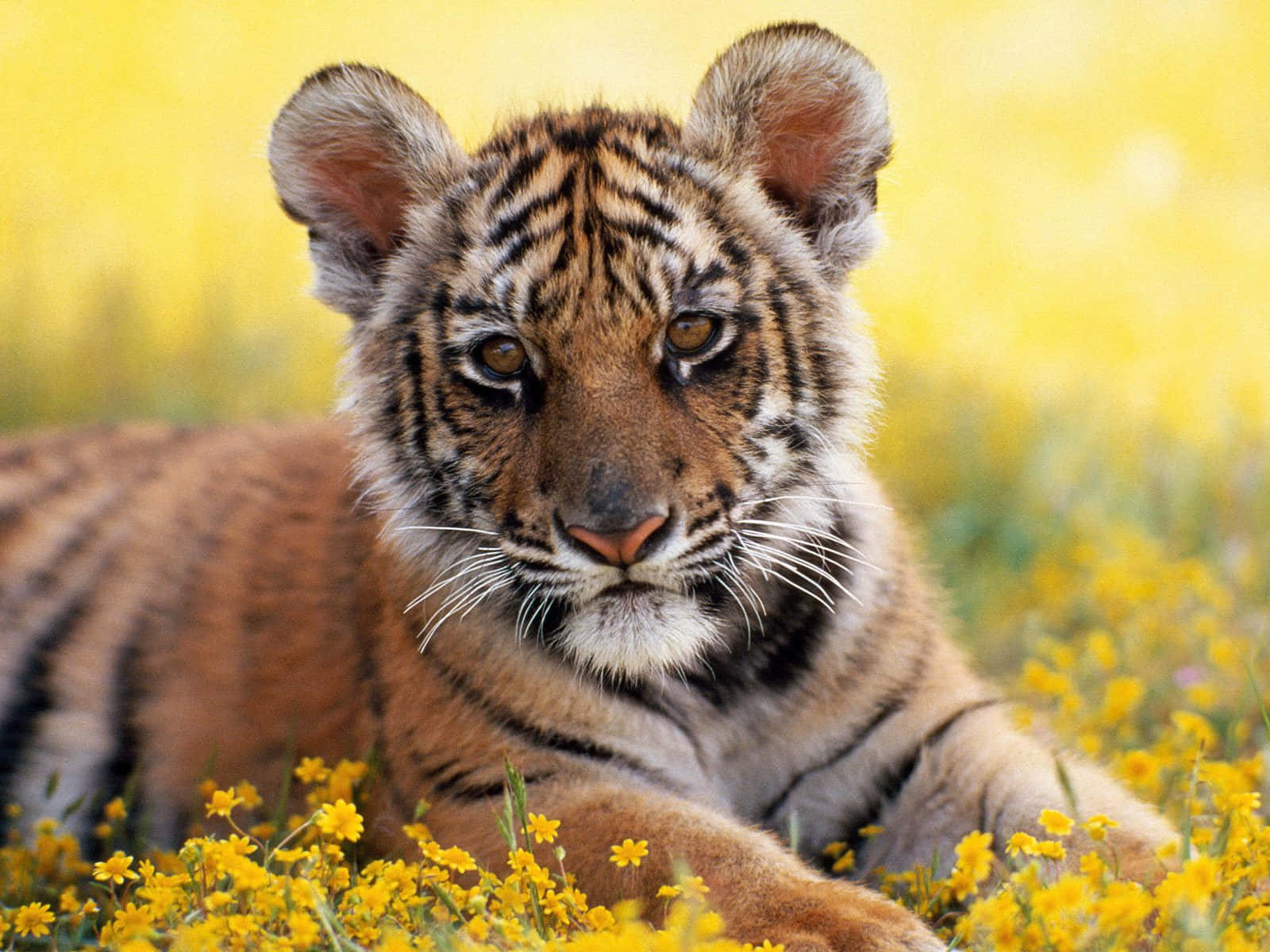 Cute Tiger 桌布 壁紙 — 一隻年幼老虎在鮮豔的黃色野花中休息，背景是柔和模糊的金色。