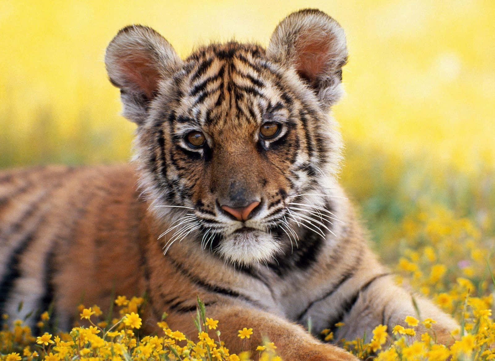 baby animal 桌布 壁紙 — 一隻年幼老虎在鮮豔的黃色野花中休息，背景是柔和的金色。