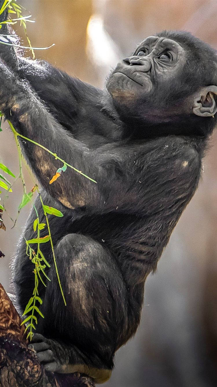 Gorilla 桌布 壁紙 — 一隻年幼黑猩猩專注地抓緊樹枝，伸手去夠陽光普照的森林中的綠葉。