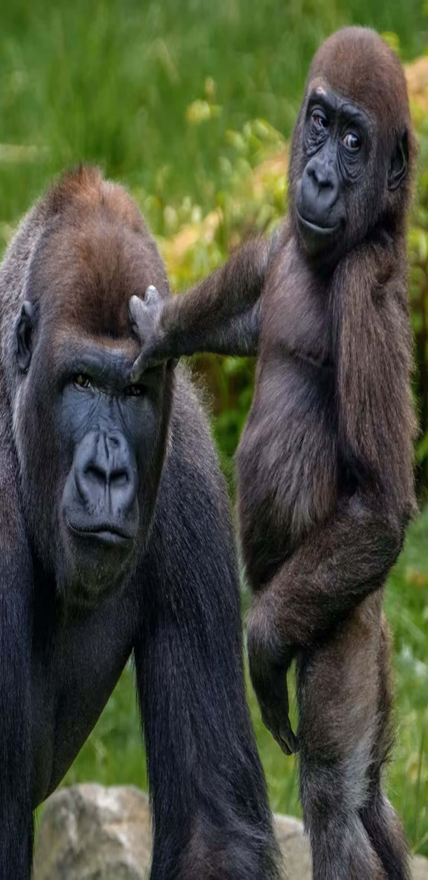 Pixel 3xl Gorilla 桌布 壁紙 — 一隻年輕大猩猩在茂密綠葉中輕輕觸碰成年大猩猩的頭部。
