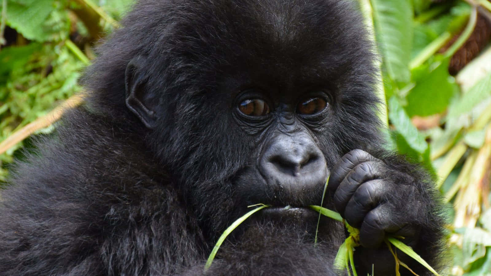 Cute Gorilla 桌布 壁紙 — 一隻年輕大猩猩的特寫，毛色深黑，眼神若有所思，在茂密樹葉中咀嚼綠葉。