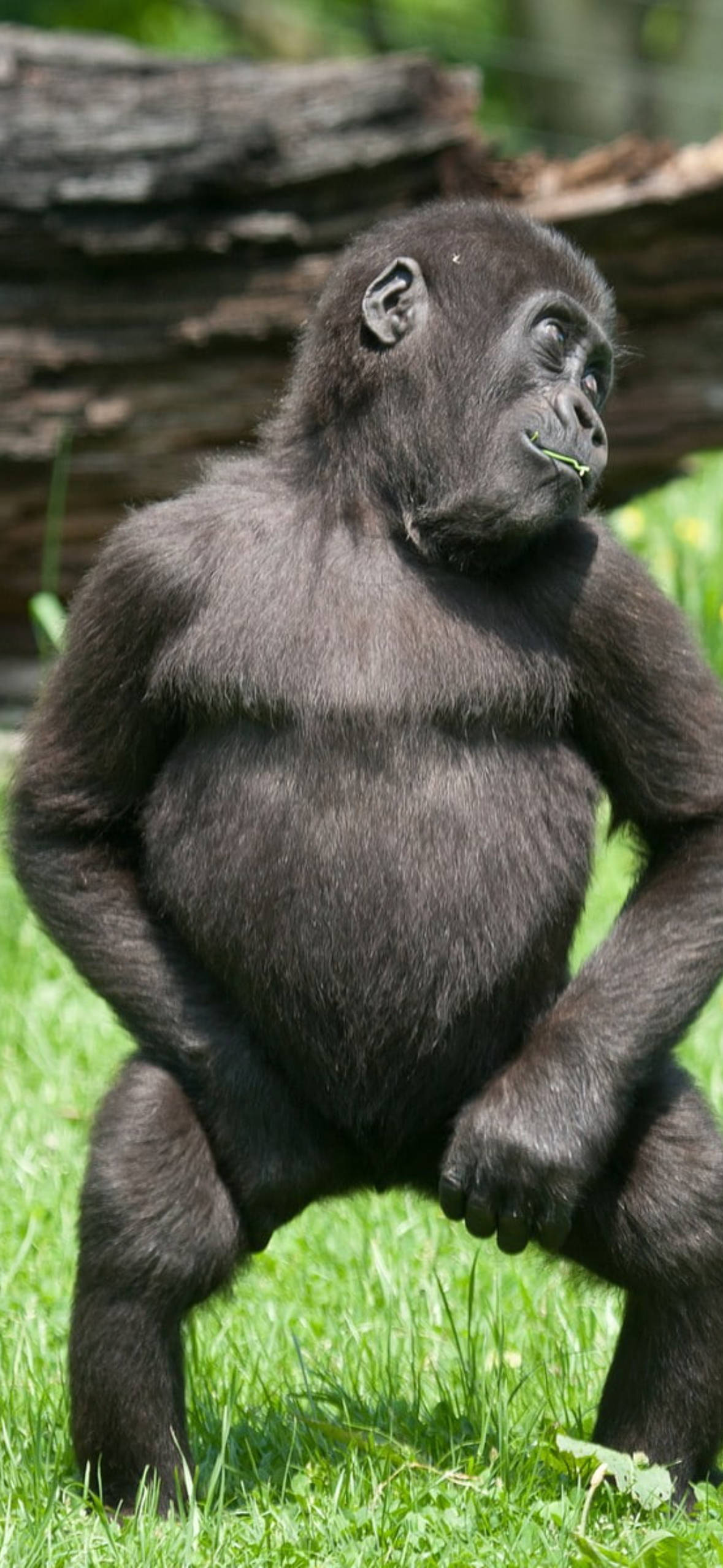 Gorilla 桌布 壁紙 — 一隻年輕大猩猩直立在草地上，嘴裡叼著一片樹葉，身後有一根風化的圓木。