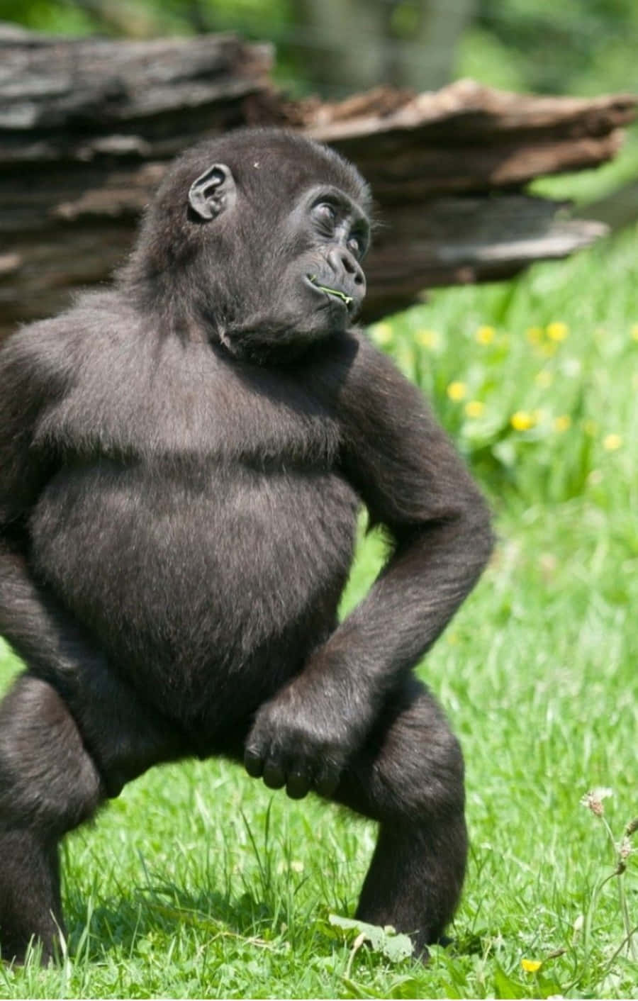 Monkey Funny 桌布 壁紙 — 一隻年輕大猩猩直立於草地上，在明亮陽光下咀嚼草，後面有根木頭。