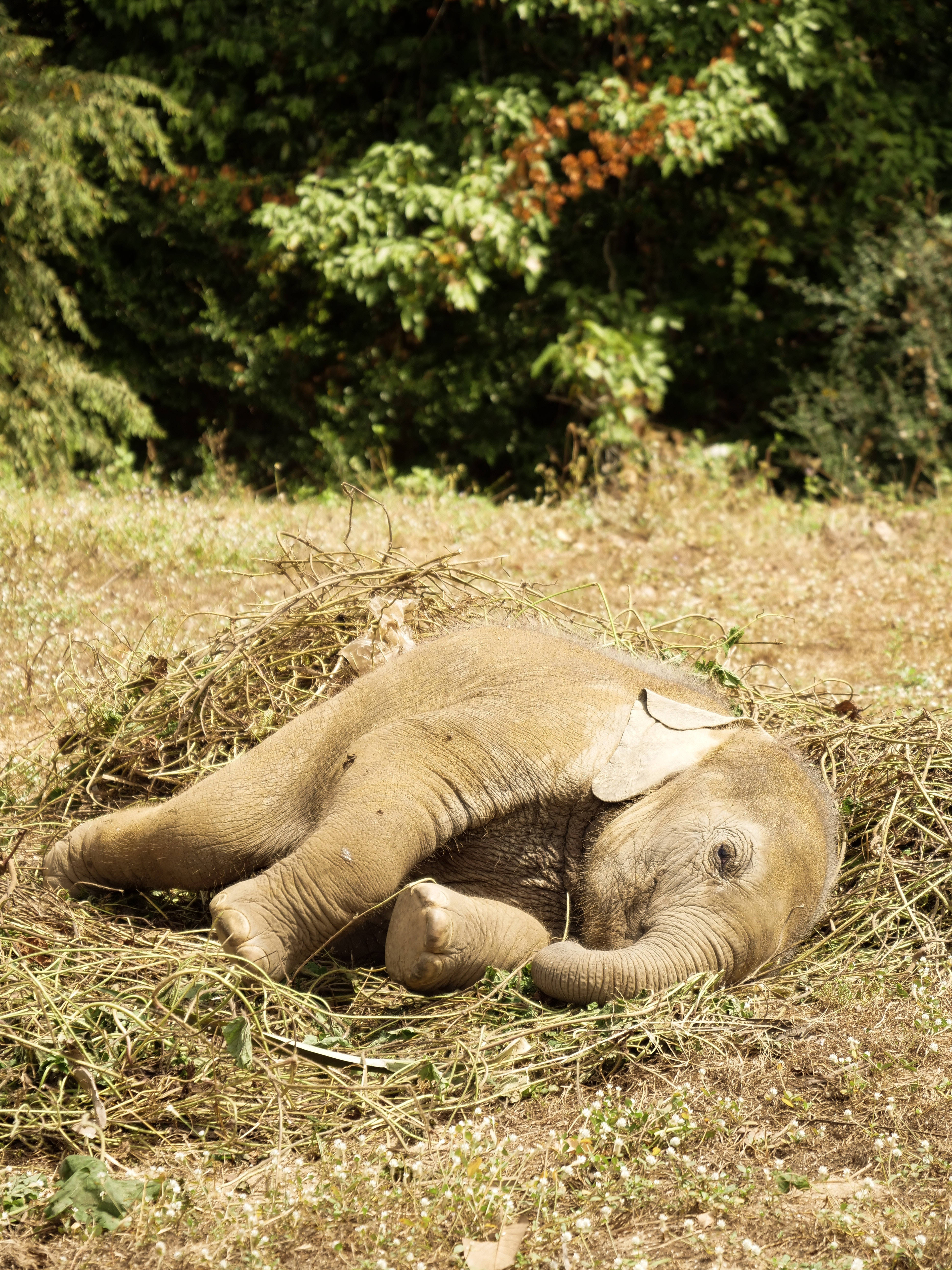 Elephant iPhone 桌布 壁紙 — 一隻年輕大象在森林空地上，斑駁陽光下，安詳地躺在乾草床上。