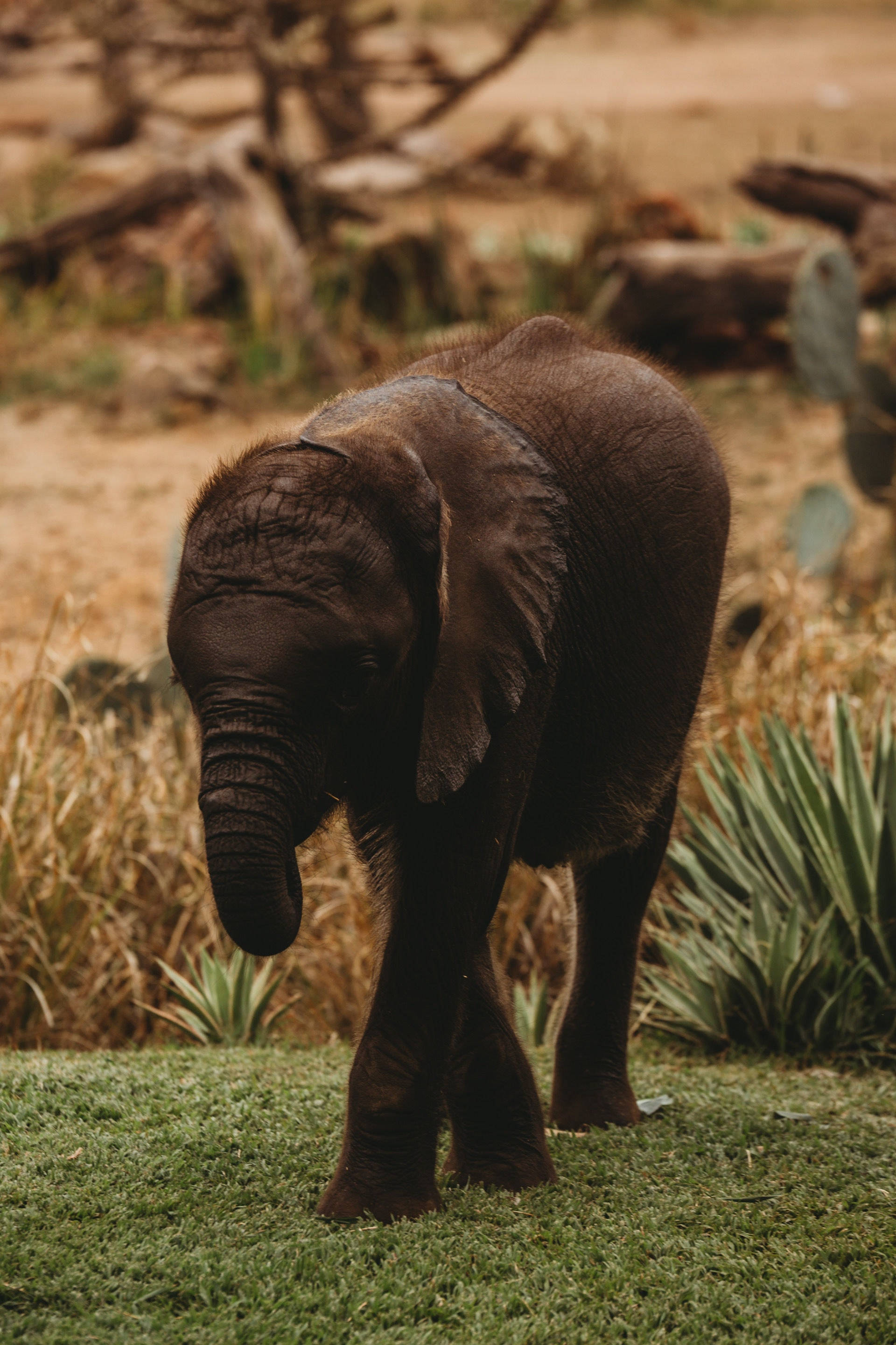 Elephant iPhone 桌布 壁紙 — 一隻年輕大象站在乾燥稀樹草原的綠草上，背景有仙人掌和倒下的原木。