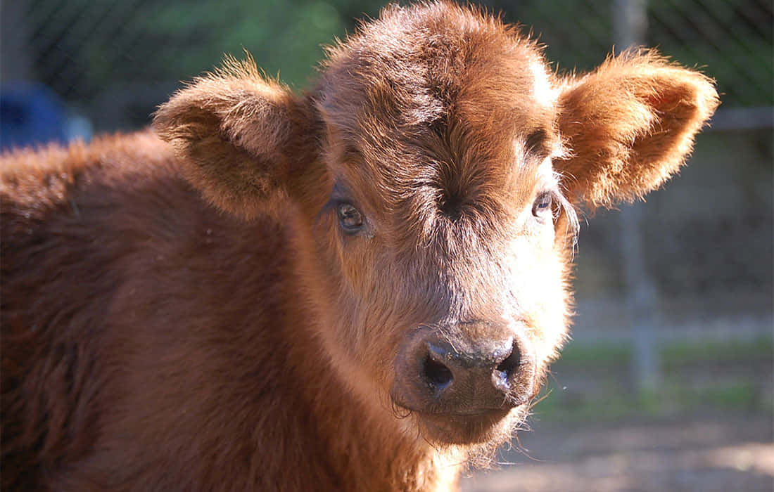 Cute Cow 桌布 壁紙 — 一隻年輕棕色小牛的特寫，毛髮柔軟，眼睛充滿好奇，在明亮的陽光下直視鏡頭。