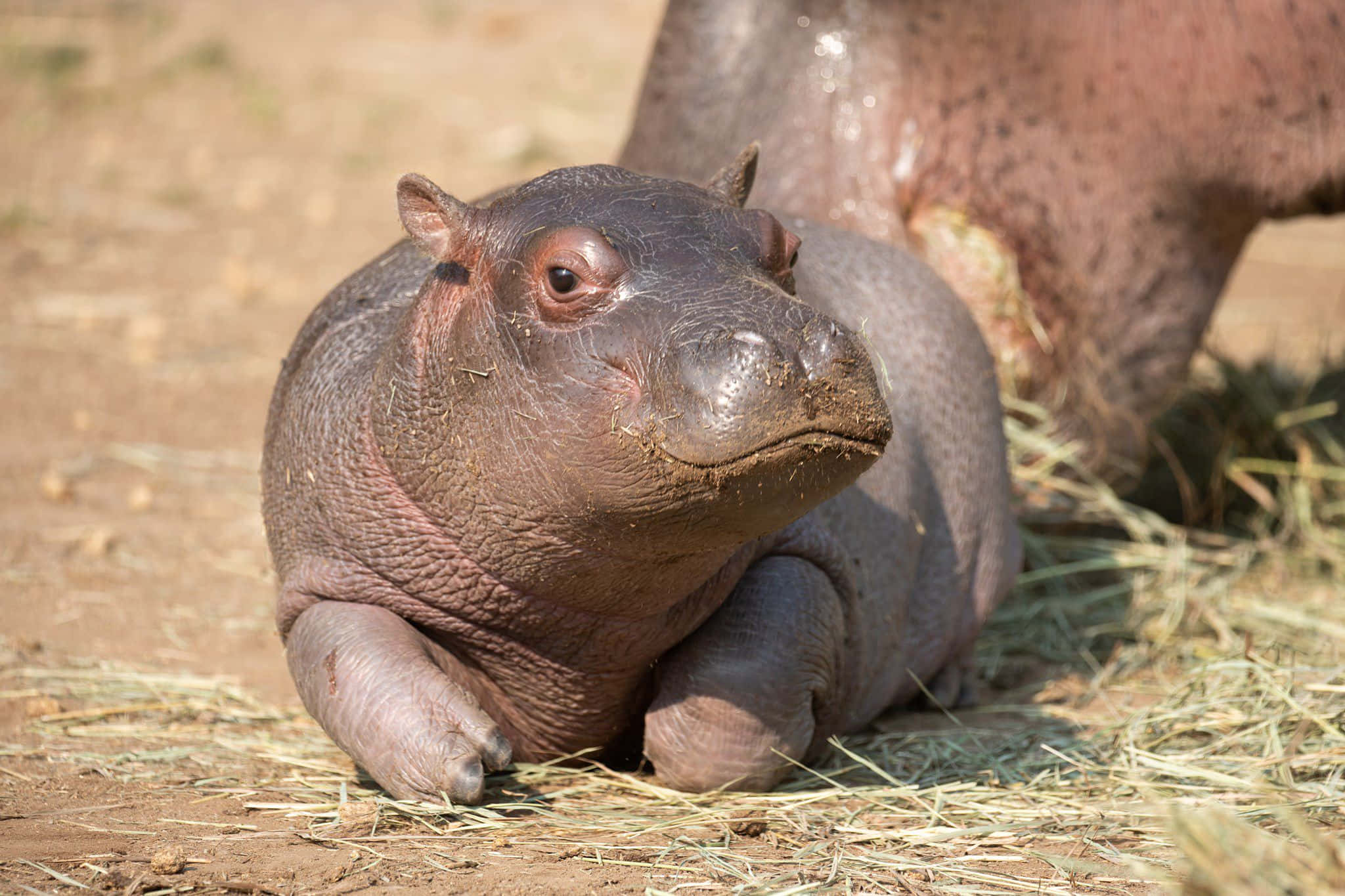 hippo 桌布 壁紙 — 一隻年輕河馬在明亮的陽光下在乾草上休息，身後隱約可見一隻成年河馬。