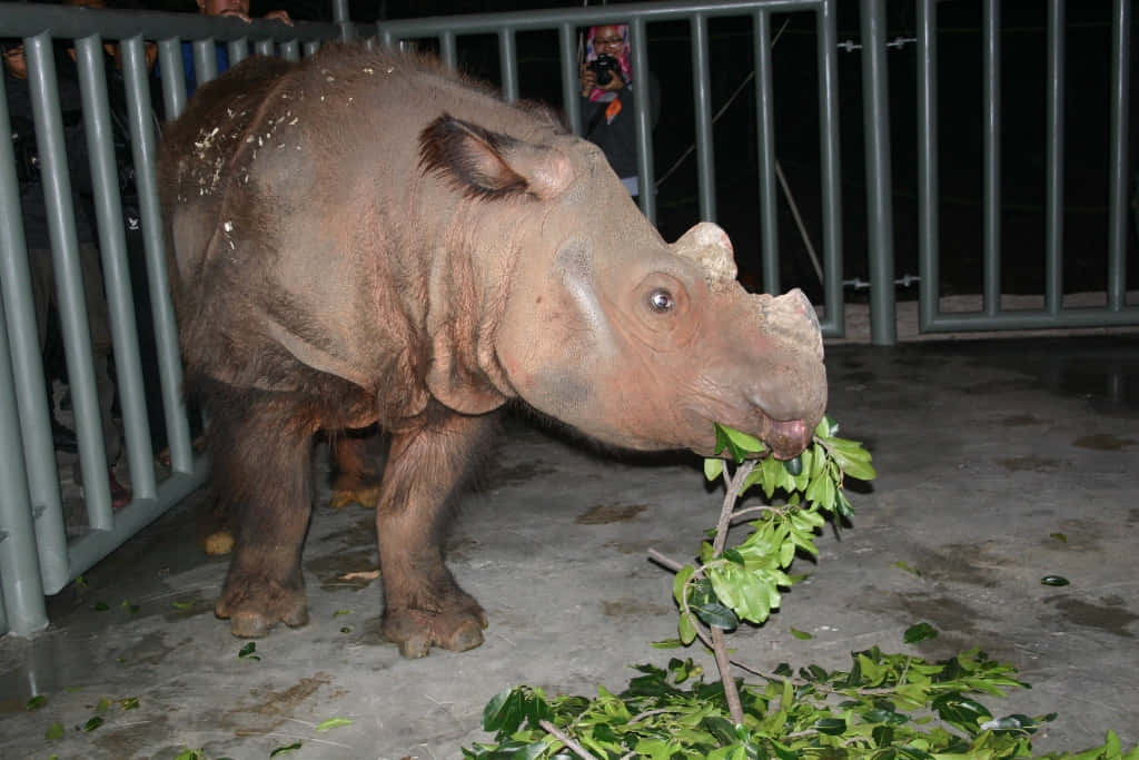 Rhinoceros 桌布 壁紙 — 一隻年輕犀牛在人工夜間燈光下，在金屬欄杆圍欄內咀嚼綠色樹葉。