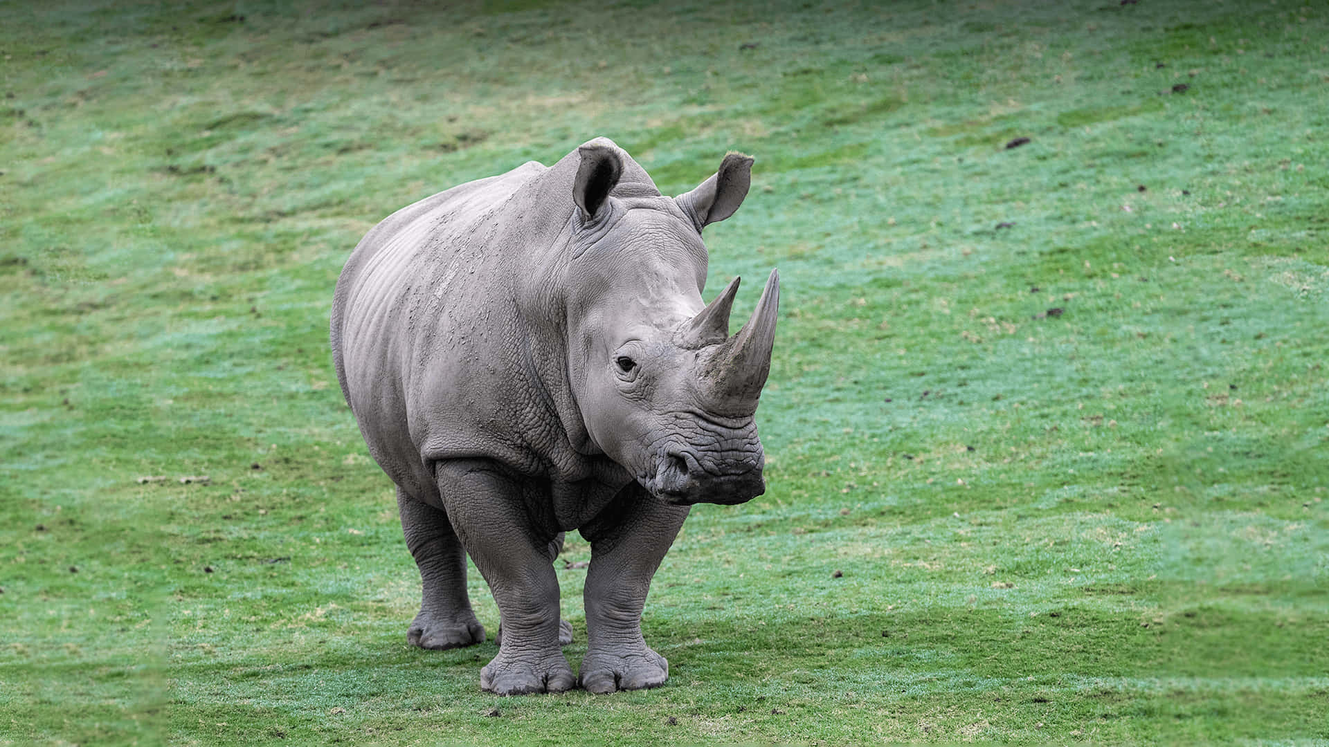 rhino 桌布 壁紙 — 一隻年輕犀牛在柔和日光下警覺地站在充滿活力的綠色草地上。