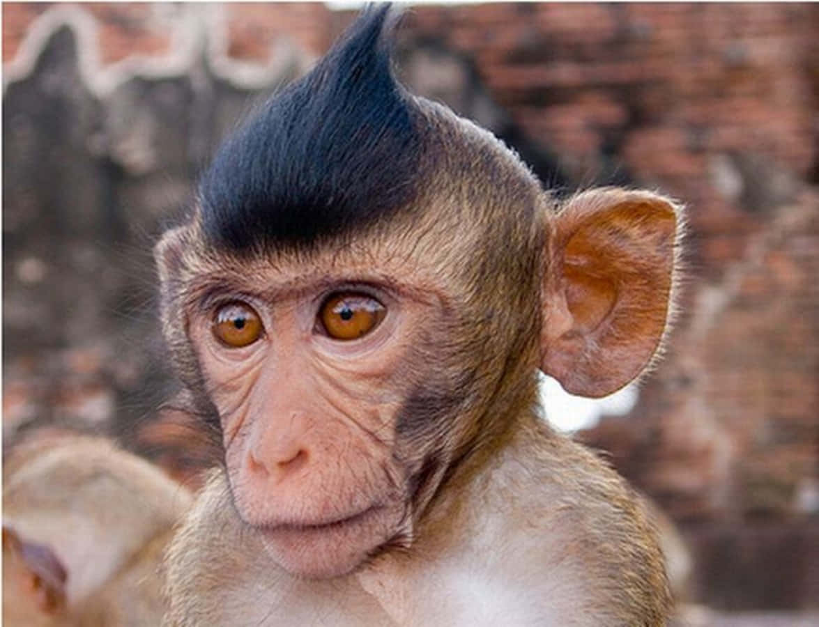 Monkey Funny 桌布 壁紙 — 一隻年輕猴子的特寫，擁有搶眼的黑色莫西乾髮型，背景是模糊的磚牆。