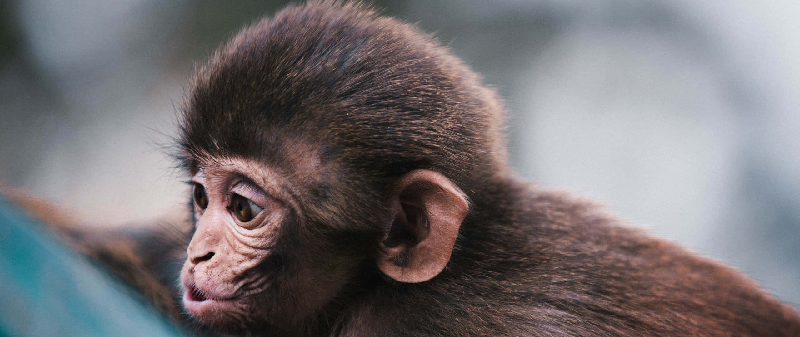 Monkey Funny 桌布 壁紙 — 一隻年輕猴子的特寫，牠有深色毛髮和好奇的眼睛，若有所思地望著旁邊。