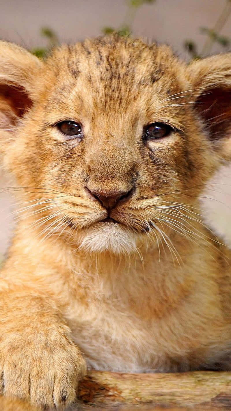 Baby Lion 桌布 壁紙 — 一隻年輕獅子寶寶的特寫，擁有柔軟的金色毛髮和好奇的深色眼睛，直視鏡頭。