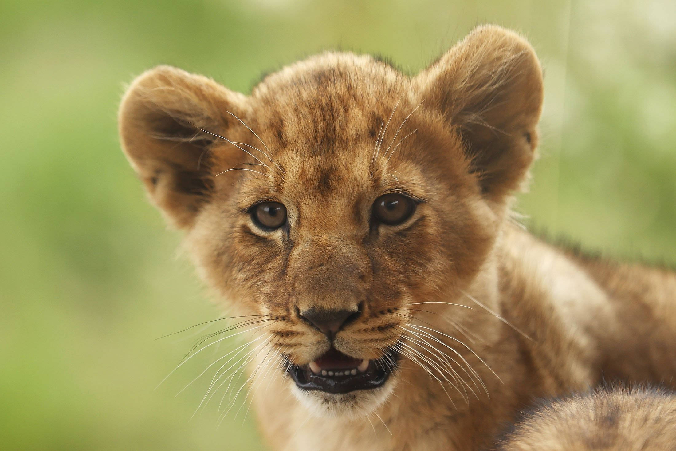 Baby Lion 桌布 壁紙 — 一隻年輕獅子寶寶的特寫，有著寬闊好奇的眼睛和柔軟的金色毛髮，背景是模糊的綠色。