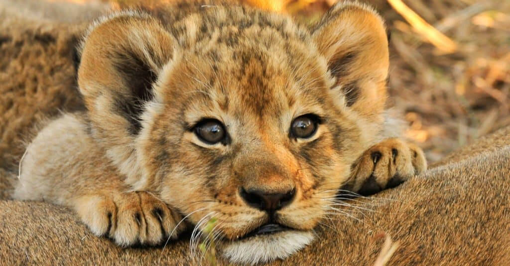 Baby Lion 桌布 壁紙 — 一隻年輕獅子寶寶的特寫，睜著好奇的大眼睛，在金色陽光下趴在媽媽的背上休息。