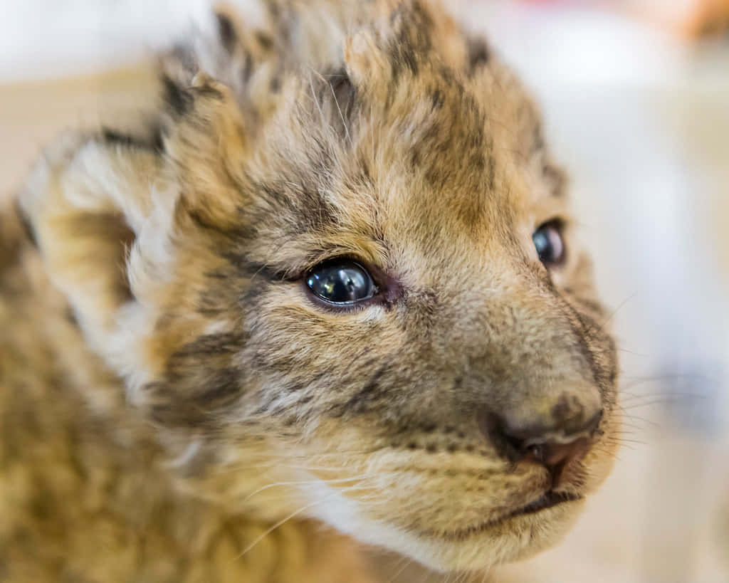 Baby Lion 桌布 壁紙 — 一隻年輕獅子寶寶的近照，擁有柔軟的斑點皮毛和一雙充滿好奇的大眼睛，若有所思地凝視著。