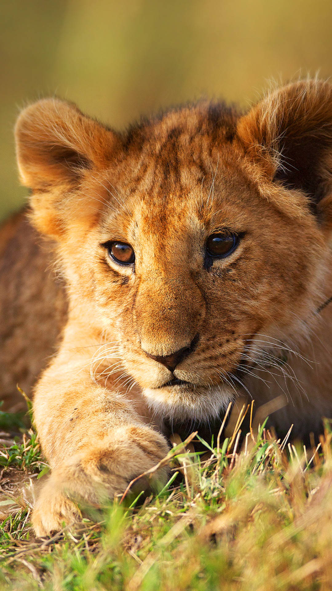 Baby Lion 桌布 壁紙 — 一隻年輕獅子幼崽在草地上休息的特寫，柔和的金色光線凸顯了牠好奇的表情。