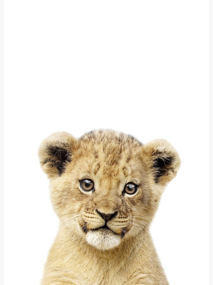 Baby Lion 桌布 壁紙 — 一隻年輕獅子幼崽的特寫肖像，擁有柔軟的金色毛髮和好奇的眼睛，背景為純白色。