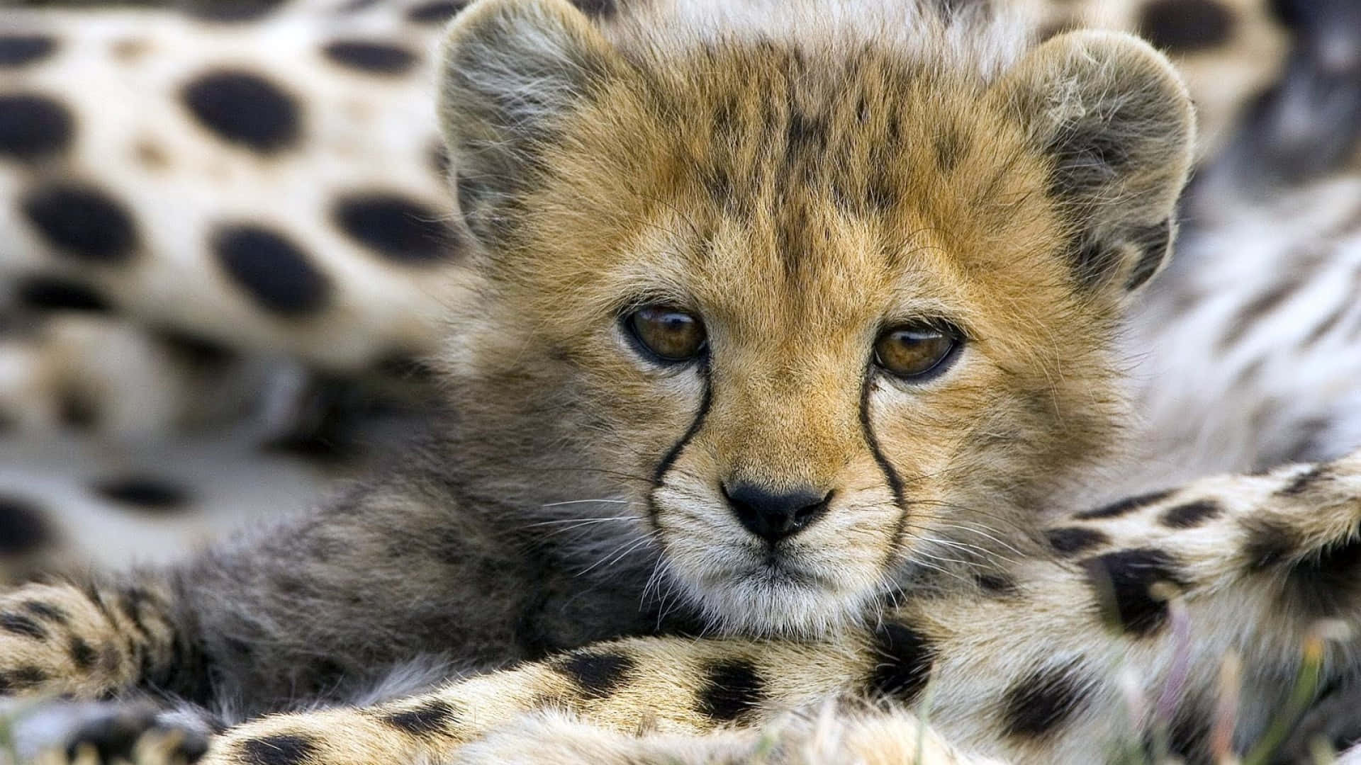 Baby Cheetah 桌布 壁紙 — 一隻年輕獵豹幼崽的特寫，毛髮柔軟，帶有深色淚痕，在草地上與有斑點的兄弟姐妹一起休息。