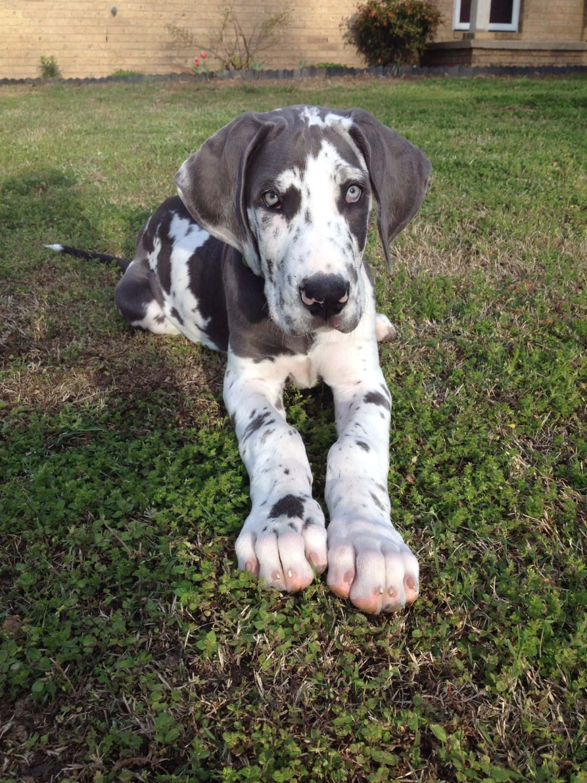 Great Dane Puppies 桌布 壁紙 — 一隻年輕的大丹犬幼犬，身上有灰色和白色的斑點毛髮，躺在綠色的草地上，用充滿靈魂的大眼睛直視鏡頭。