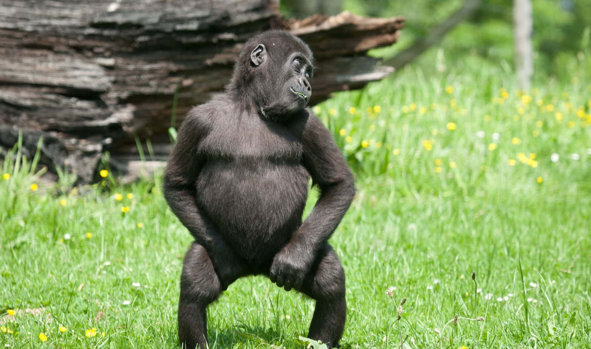 2440x1440 Gorilla 桌布 壁紙 — 一隻年輕的大猩猩在陽光明媚、點綴著黃色花朵的草地上，靠近一根風化的木頭直立著。
