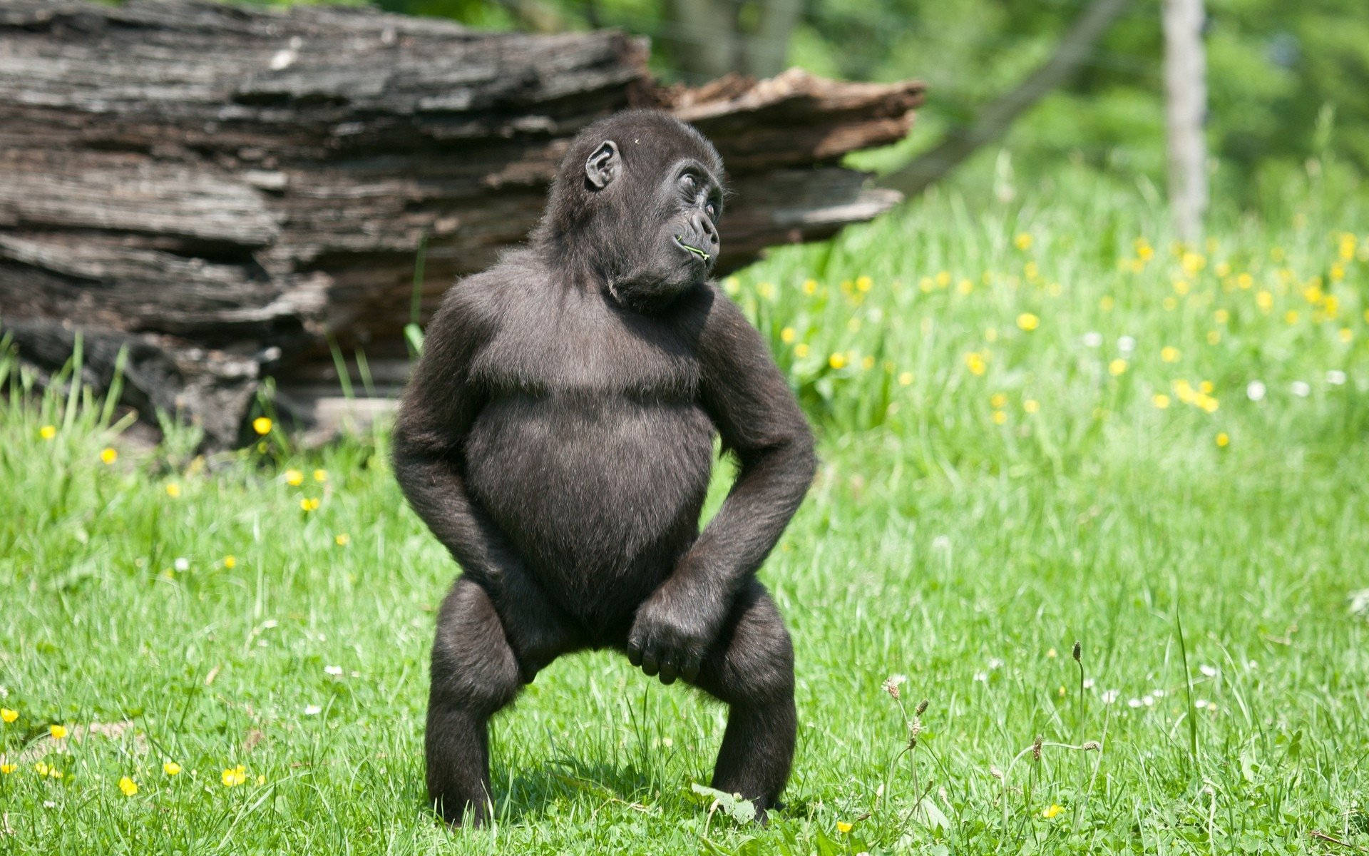 Gorilla 桌布 壁紙 — 一隻年輕的大猩猩在陽光照耀的草地上直立站立，草地上散落著黃色花朵，附近有一根倒下的木頭。