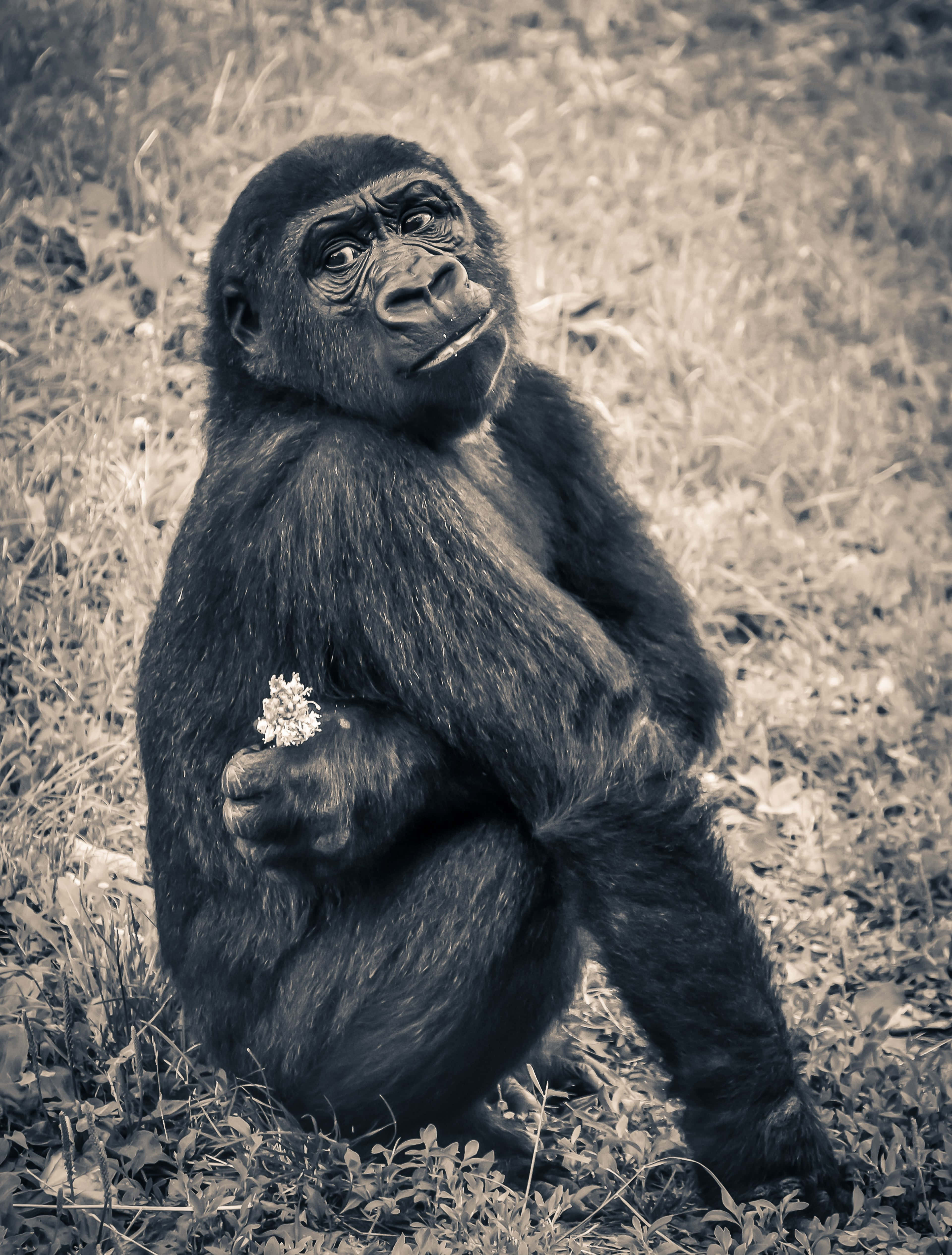 Gorilla 桌布 壁紙 — 一隻年輕的大猩猩坐在草地上，若有所思地手裡拿著一朵小白花。