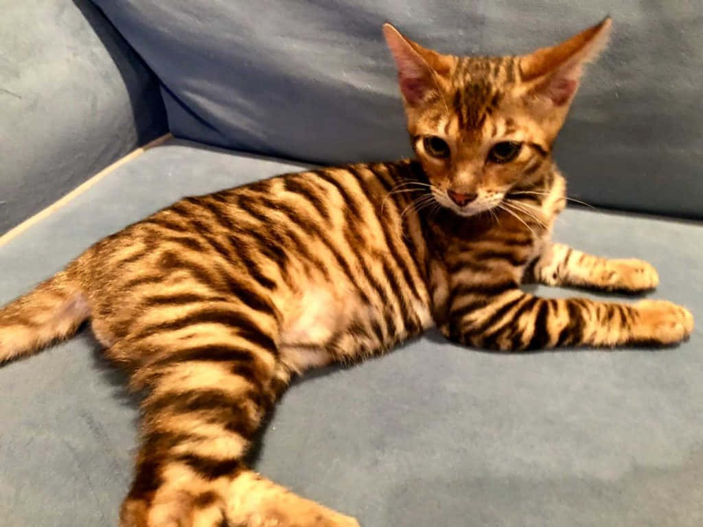 Toyger 桌布 壁紙 — 一隻年輕的孟加拉貓，帶有引人注目的金色玫瑰花紋，放鬆地躺在柔軟的藍色沙發上。