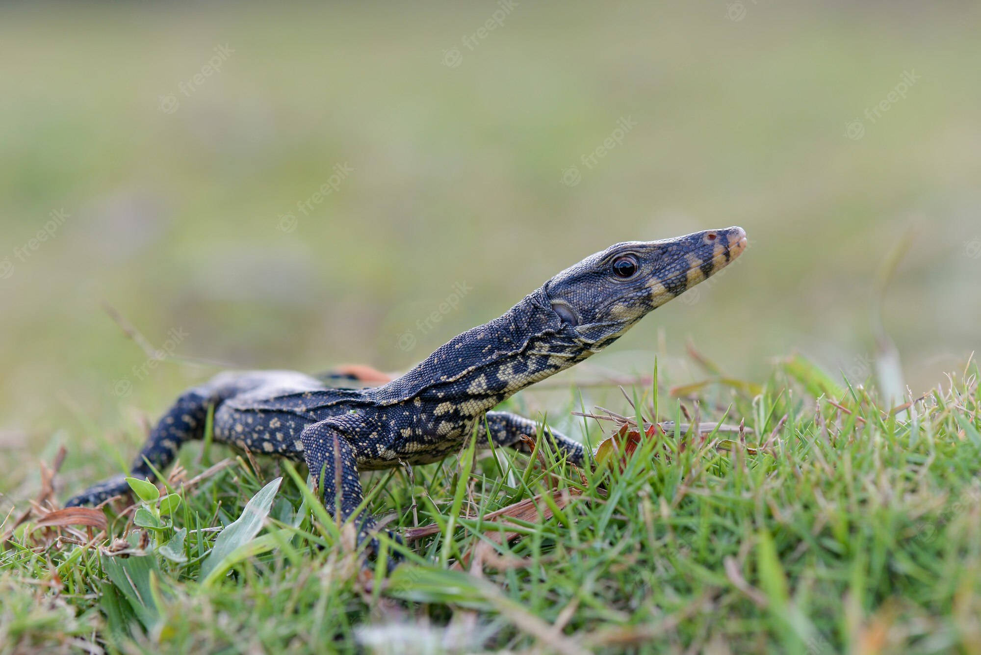 reptile 桌布 壁紙 — 一隻年輕的巨蜥，帶有深色斑點鱗片，在柔和自然光線下穿過鮮綠的草地。