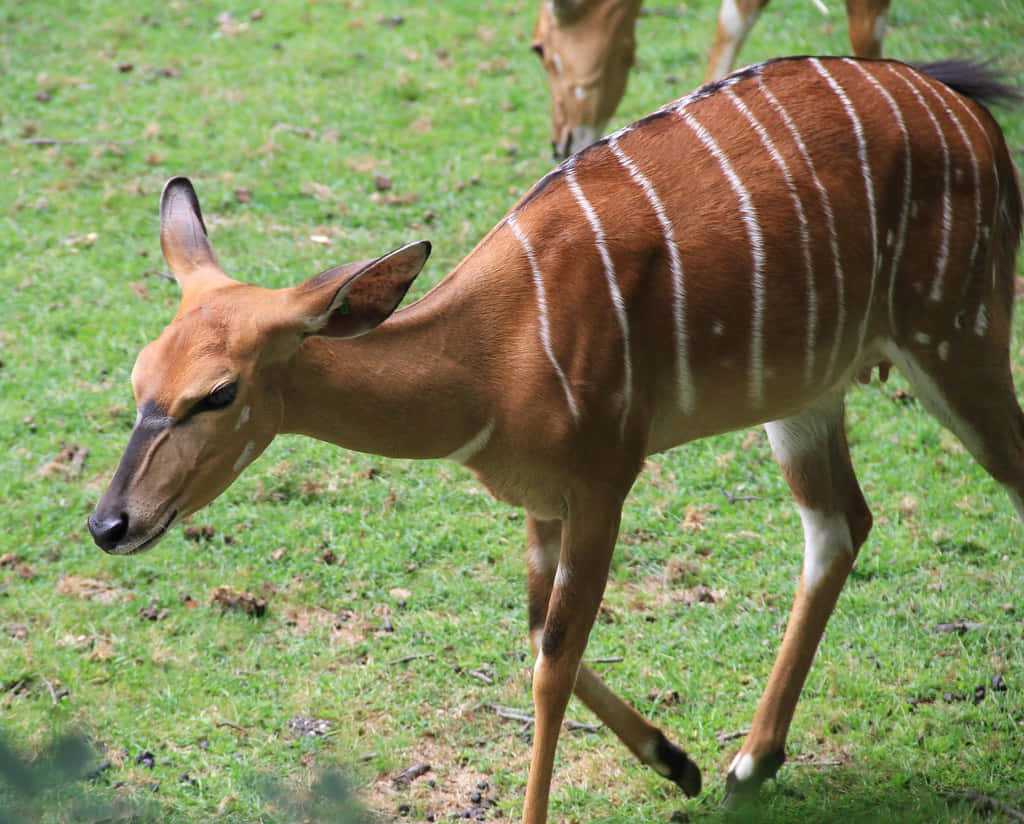 African Animals 桌布 壁紙 — 一隻年輕的庫杜羚羊帶有醒目的白色條紋，在斑駁的陽光下平靜地吃著鮮綠色的草。