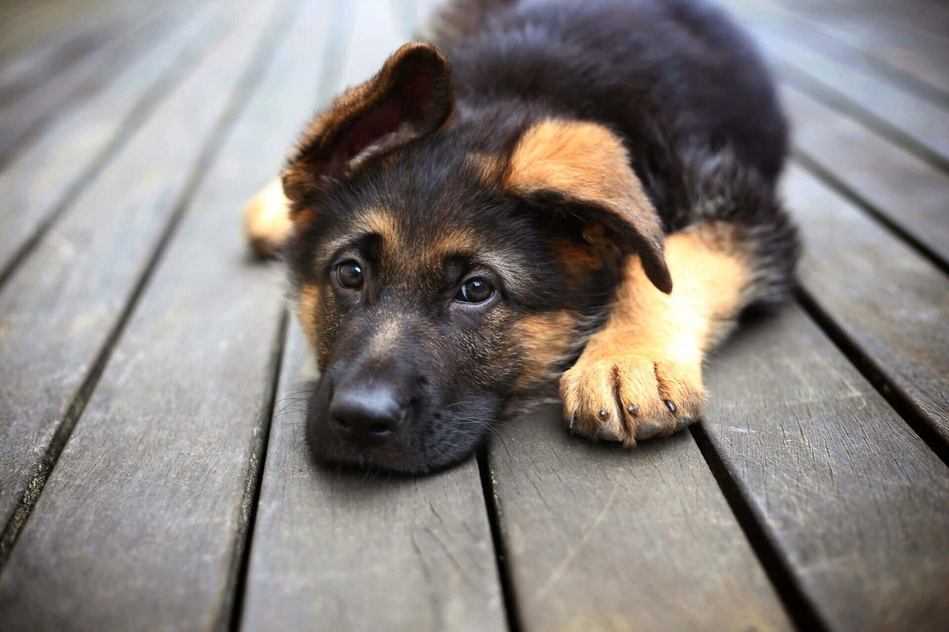 狗 桌布 壁紙 — 一隻年輕的德國牧羊犬幼犬，擁有黑色和棕褐色的毛髮，將頭靠在風化的木板上，溫柔地凝視著鏡頭。
