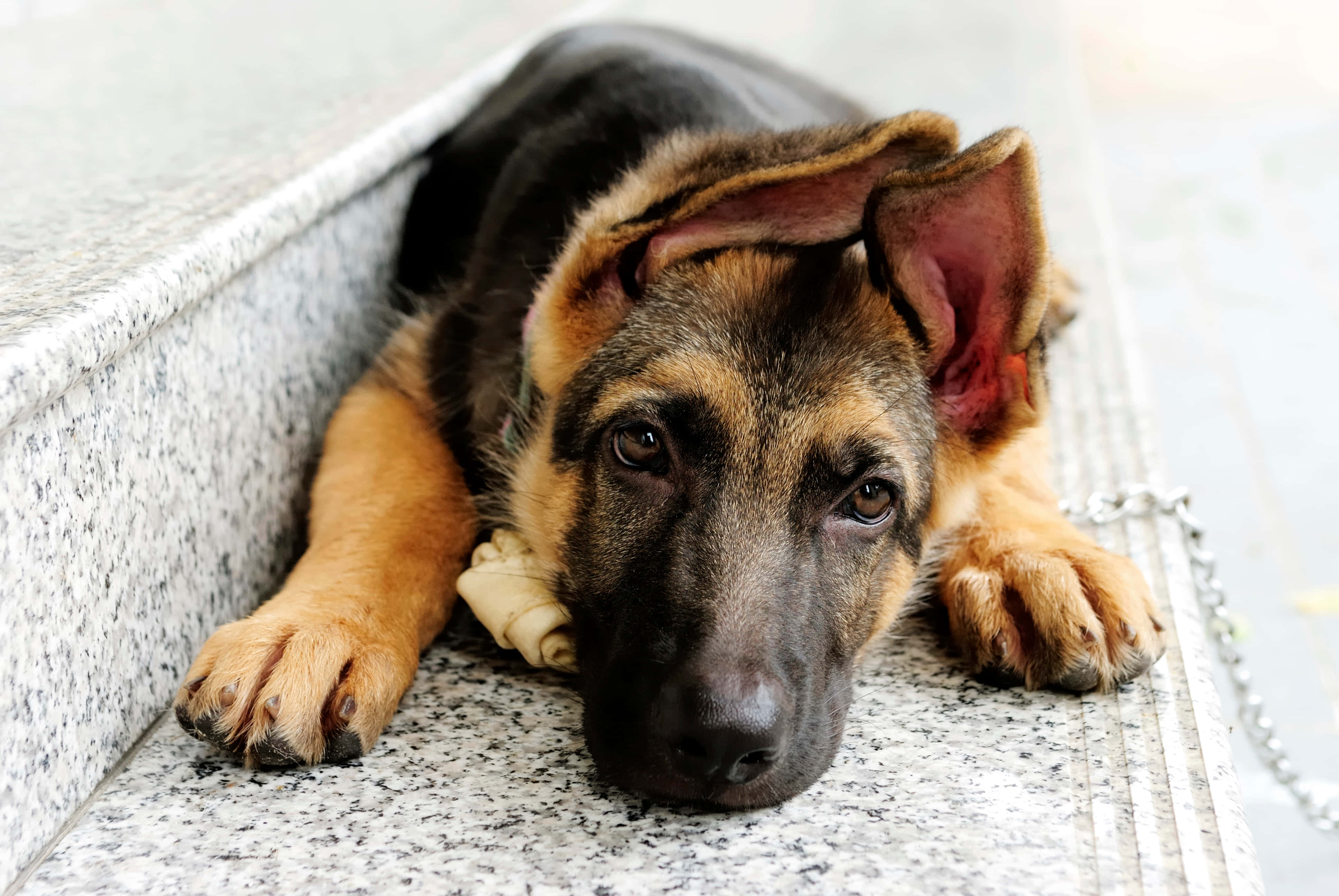 Really Cute Animal 桌布 壁紙 — 一隻年輕的德國牧羊犬幼犬，耳朵下垂，頭靠在斑駁的石階上，用充滿靈魂的眼睛溫柔地凝視。
