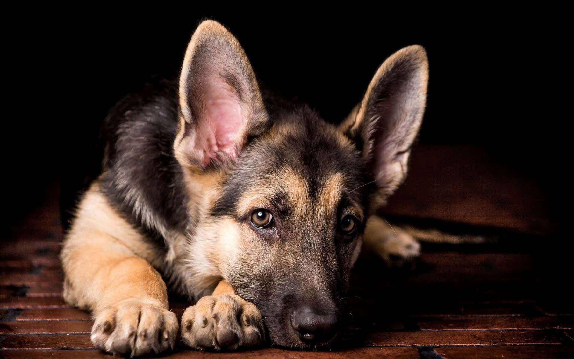 German Shepherd 桌布 壁紙 — 一隻年輕的德國牧羊犬幼犬在黑色背景下的深色木地板上將頭放在爪子上休息。